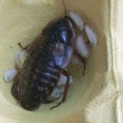 龍魚能吃蟑螂嗎（龍魚可以吃蟑螂嗎）