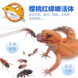 龍魚能吃蟑螂嗎（龍魚可以吃蟑螂嗎）