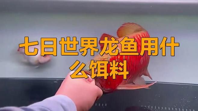 如何給龍魚安全地喂食活餌