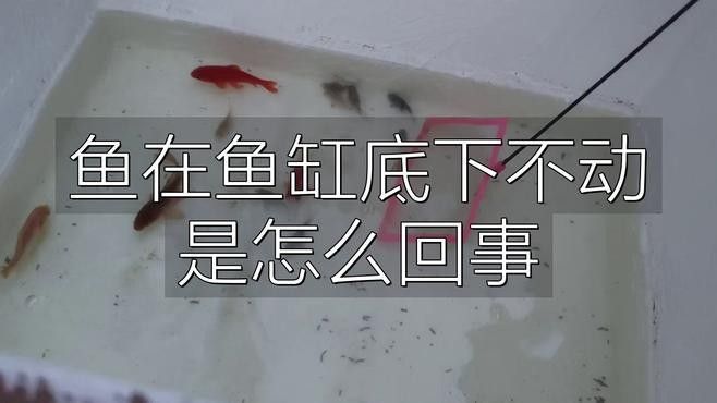 銀龍魚游缸底怎么了