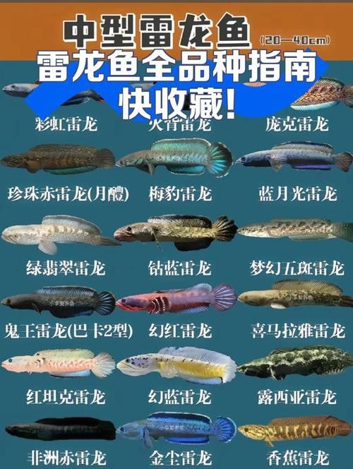 雷龍魚品種介紹圖片大全視頻