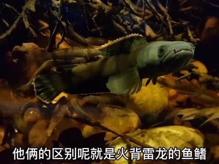 雷龍魚品種介紹圖片大全視頻