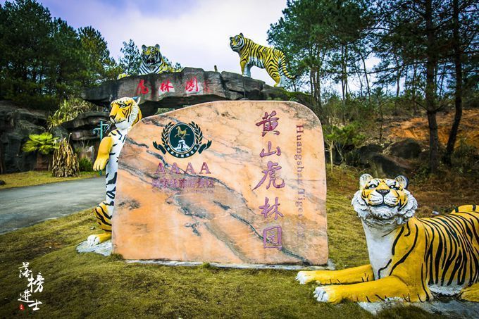 赤焰中國(guó)虎魚(yú)批發(fā)：尋找赤焰中國(guó)虎魚(yú)的批發(fā)信息以及貨源基地