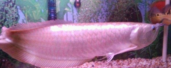銀龍魚撞缸頭部受傷會死嗎（銀龍魚撞缸頭部受傷會導致死亡嗎）