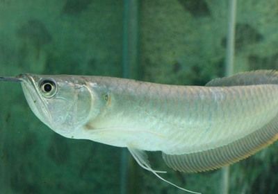 銀龍魚撞缸頭部受傷會死嗎（銀龍魚撞缸頭部受傷會導致死亡嗎）