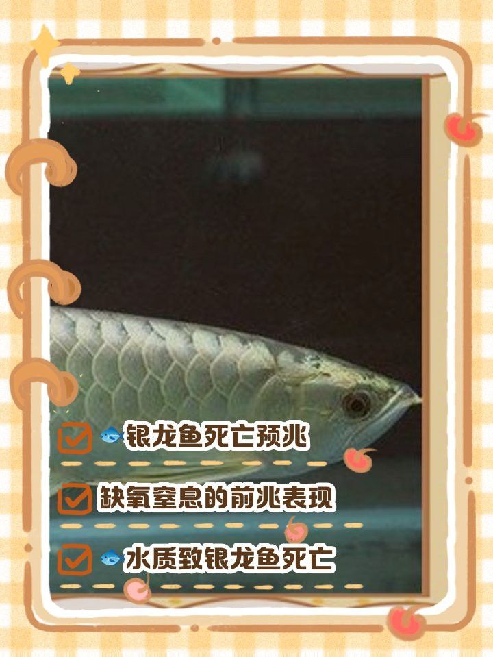 藍面財神魚和紅財魚哪個更兇