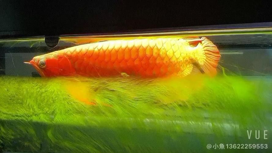 綠皮過(guò)背金龍有哪些獨(dú)特圖片？