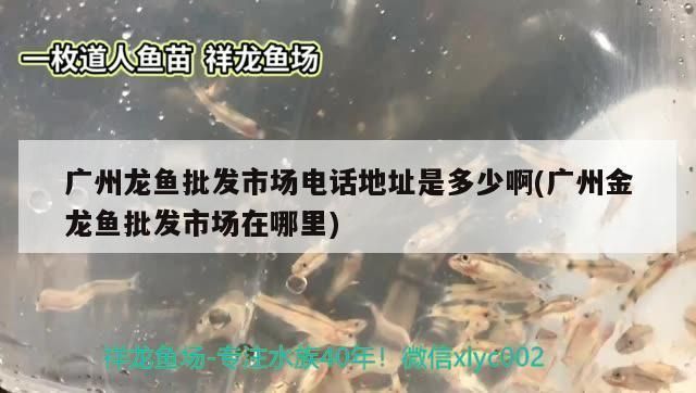 廣州龍魚批發市場地址查詢電話號碼（廣州龍魚批發市場怎么樣）