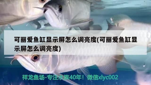 可麗愛魚缸顯示屏怎么調(diào)亮度(可麗愛魚缸顯示屏怎么調(diào)亮度)