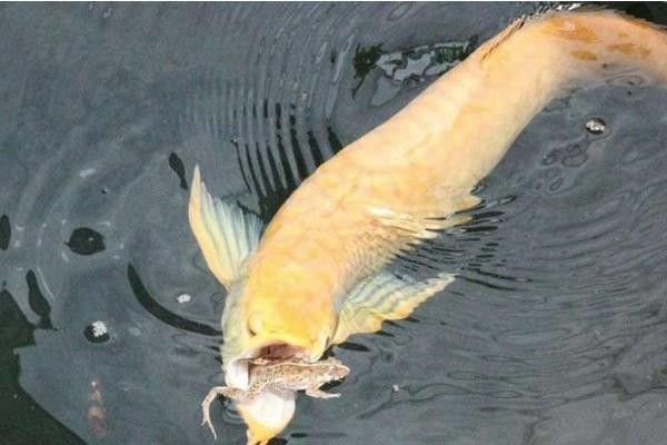 銀龍魚和雙線魚能混養嗎圖片