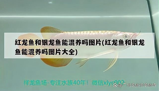 銀龍魚和雙線魚能混養嗎圖片