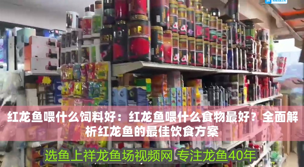紅龍魚喂什么飼料好：紅龍魚喂什么食物最好？全面解析紅龍魚的最佳飲食方案