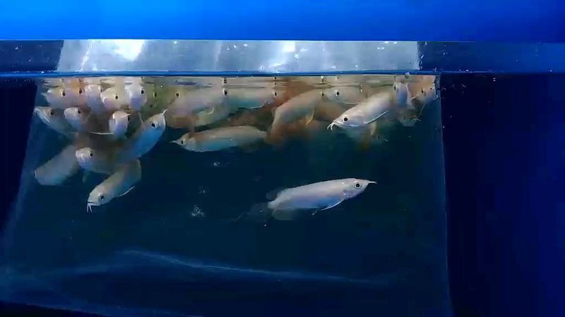 紅龍魚過水時需要加入什么嗎？