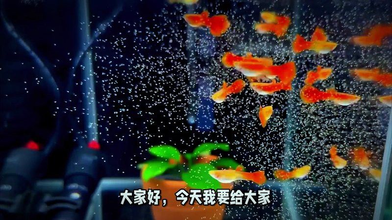紅龍魚過水時需要加入什么嗎？