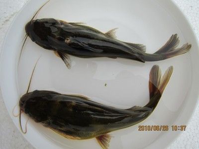 金龍魚苗好養嗎怎么養活：金龍魚苗好養嗎怎么養活金龍魚苗養殖方法