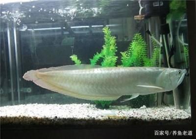 銀龍魚苗飼料種類變化時間：銀龍魚苗在成長過程中對飼料的需求至關重要