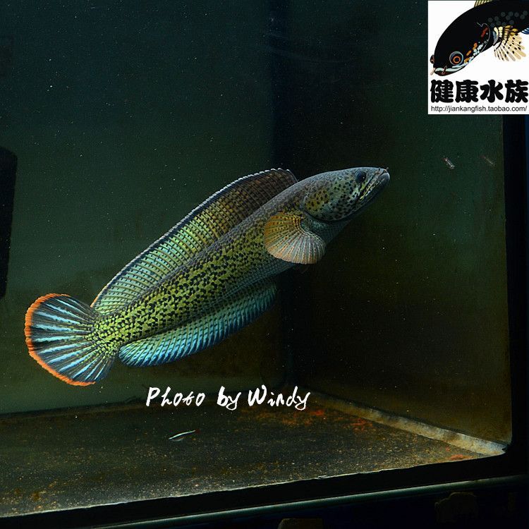 龍魚配對（如何進行龍魚的配對）