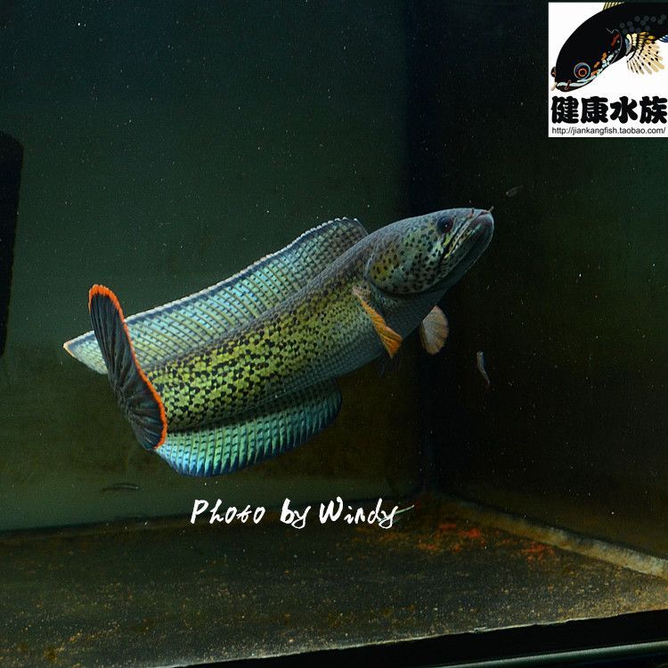 龍魚配對（如何進行龍魚的配對）