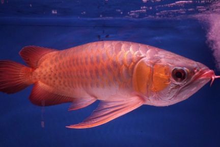 龍巔魚鄰商家信譽評價：養魚愛好者的交流圣地，龍巔魚鄰app