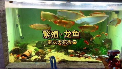 和龍魚混養(yǎng)的龜叫什么龜：與龍魚混養(yǎng)的龜叫什么龜 和龍魚混養(yǎng)的龜叫什么龜：與龍魚混養(yǎng)的龜叫什么龜 龍魚百科 第3張