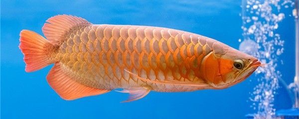 龍魚能吃豬肉嗎？：龍魚可以吃豬肉嗎龍魚可以吃豬肉嗎龍魚可以吃豬肉嗎