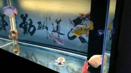 呼和浩特其他配魚（呼和浩特觀賞魚搭配技巧）