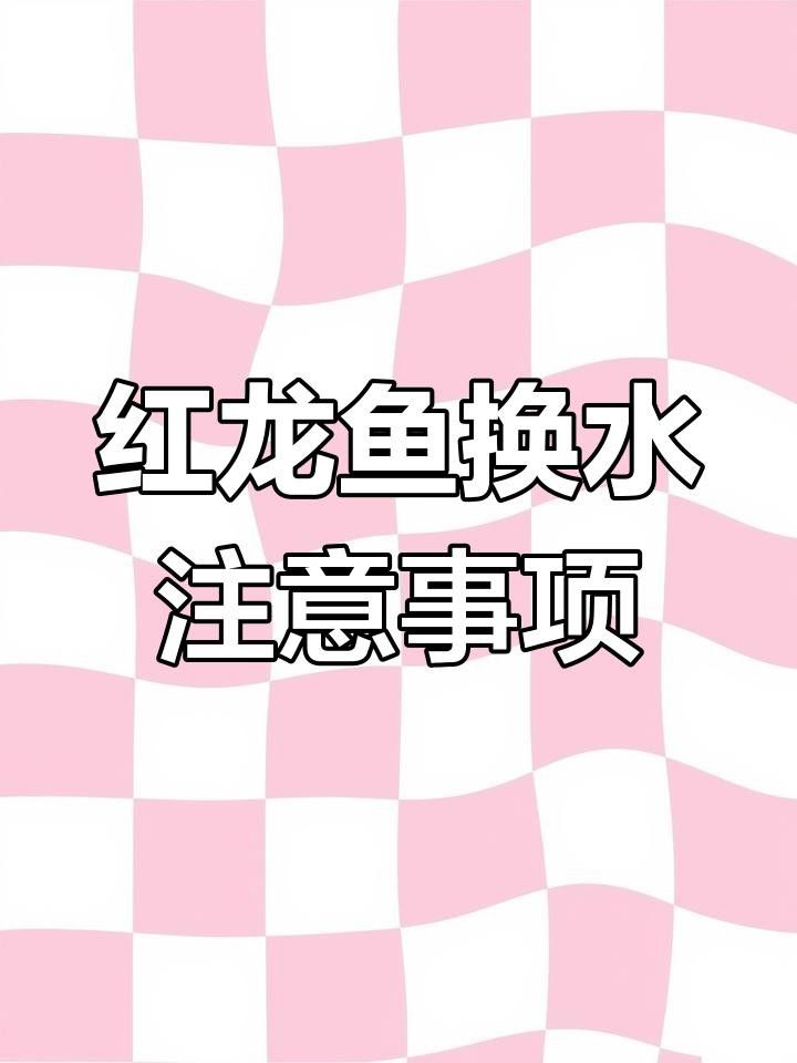 如何給紅龍魚進行換水？