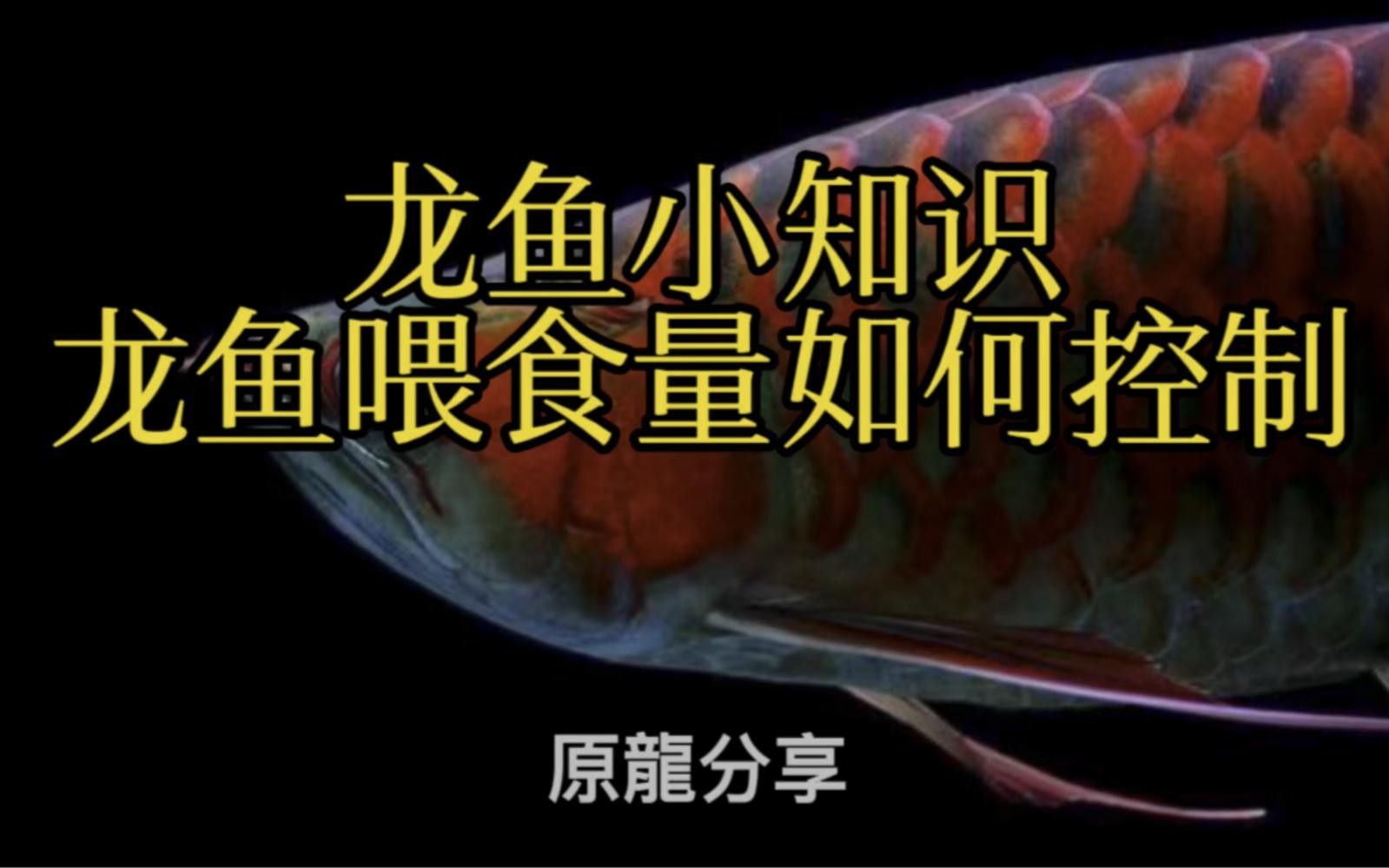 龍魚喂食量如何控制？