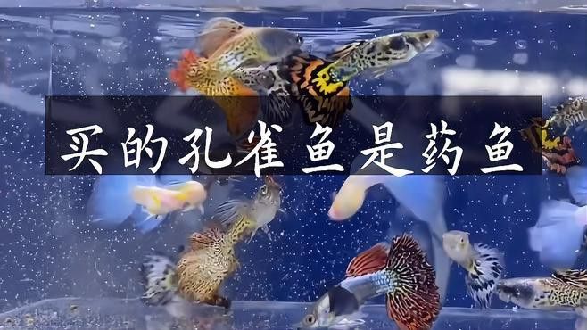 如何區(qū)分藥泡魚和其他觀賞魚？