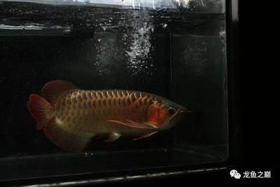 龍魚怎么喂養長得快：如何判斷龍魚喂養頻率調整技巧