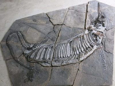 薩斯特魚龍的資料：《方舟：生存進化》dlc新生物投票結束，薩斯特魚龍未來亮相