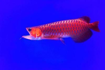 龍魚美容師去哪找：如何成為龍魚美容師