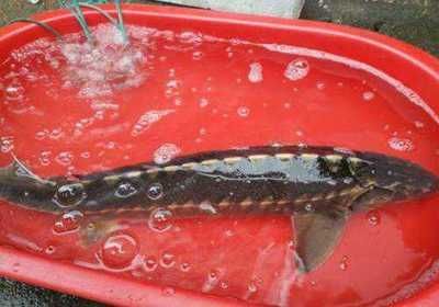 鱈龍魚多少錢一斤（目前未查詢到明確關(guān)于鱈龍魚多少錢一斤的信息）