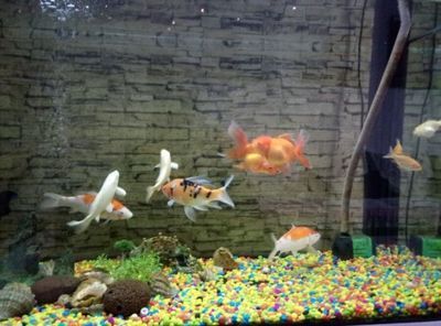 中國斗魚能和龍魚混養(yǎng)嗎（中國斗魚不建議與龍魚混養(yǎng)）