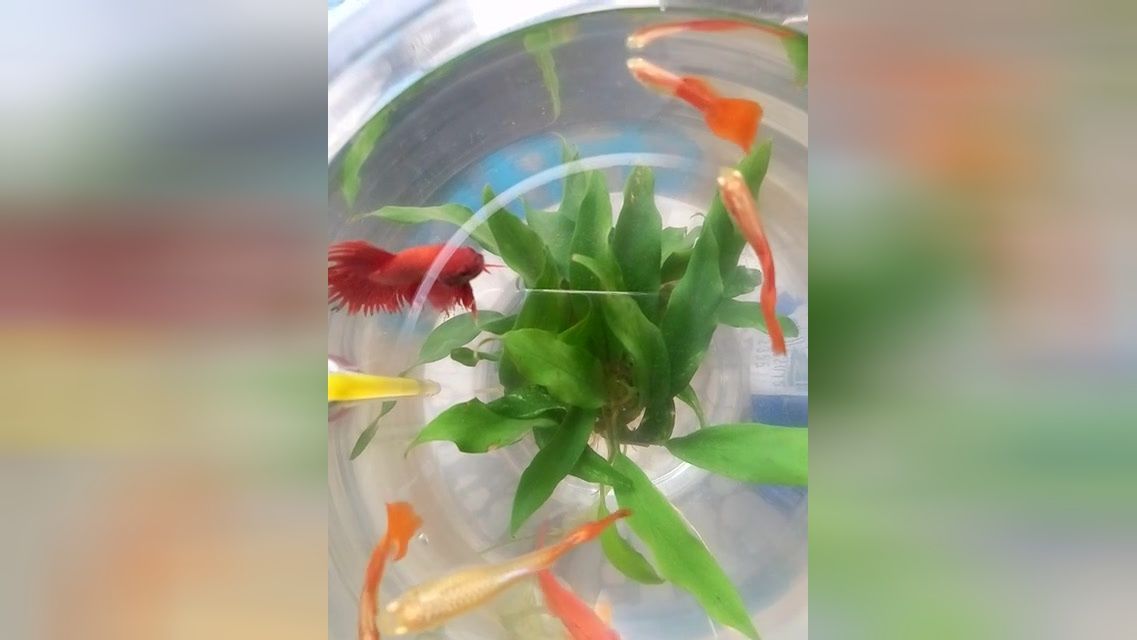 中國斗魚能和龍魚混養(yǎng)嗎（中國斗魚不建議與龍魚混養(yǎng)）