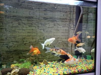 中國斗魚能和龍魚混養(yǎng)嗎（中國斗魚不建議與龍魚混養(yǎng)）