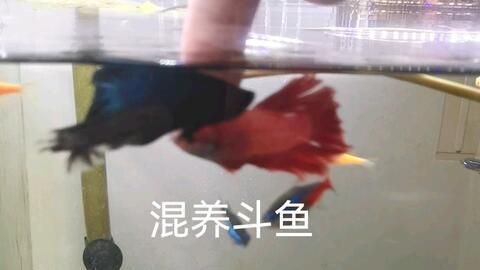 中國斗魚能和龍魚混養(yǎng)嗎（中國斗魚不建議與龍魚混養(yǎng)）