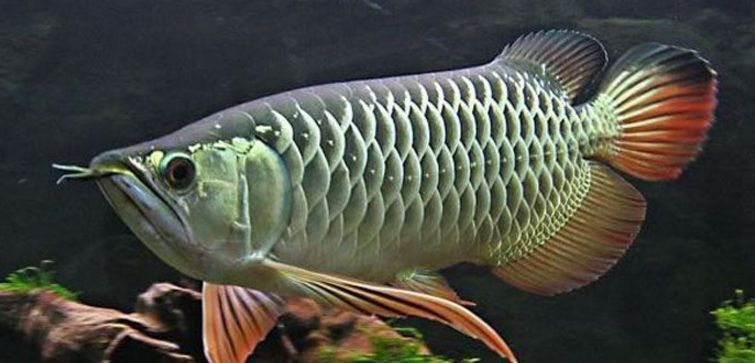紅龍魚溫度低了會咋樣，：紅龍魚在較低的水溫下會咋樣