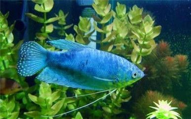 龍魚變白了怎么回事：龍魚變白了怎么回事，