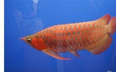 紅龍魚的照片大全高清（紅龍魚品種鑒賞指南：紅龍魚繁殖技巧詳解紅龍魚繁殖技巧詳解）
