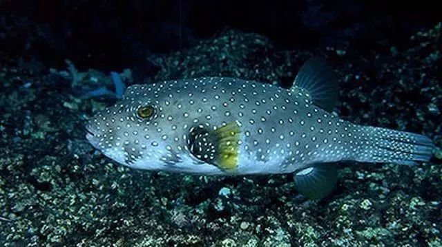 龍魚對(duì)哪些顏色最敏感？