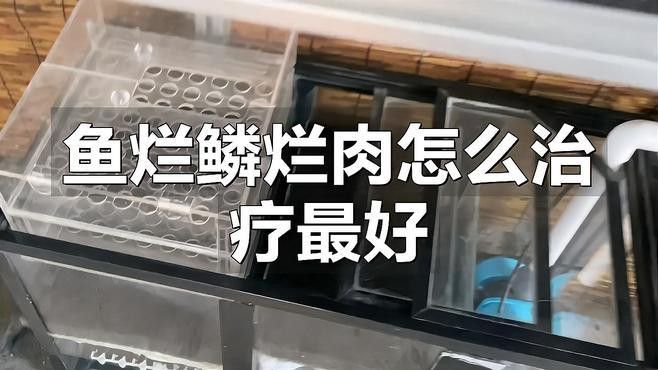 紅龍魚的鱗片爛了怎么治
