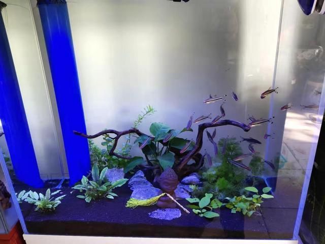 龍魚魚缸推薦品種圖片：龍魚魚缸品牌口碑對比，龍魚魚缸內部裝飾技巧