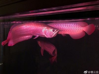 紅龍魚能養倆條嗎：紅龍魚可以養兩條嗎？