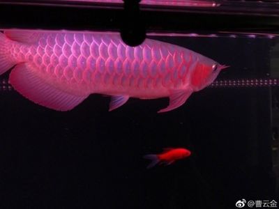 紅龍魚能養倆條嗎：紅龍魚可以養兩條嗎？