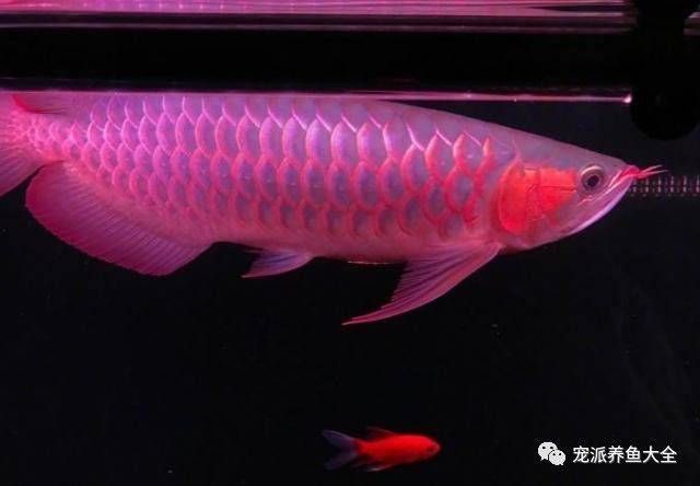 紅龍魚能養倆條嗎：紅龍魚可以養兩條嗎？