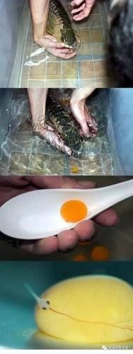漳州龍魚繁殖方法圖片大全