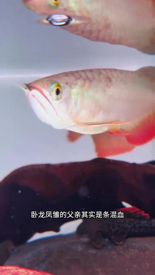 漳州龍魚繁殖方法圖片大全