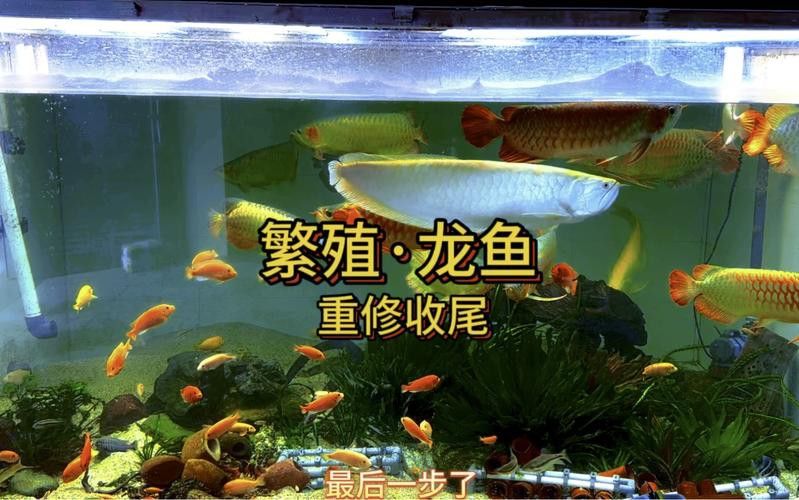漳州龍魚繁殖方法圖片大全