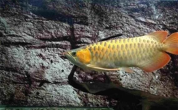 漳州龍魚繁殖方法圖片大全